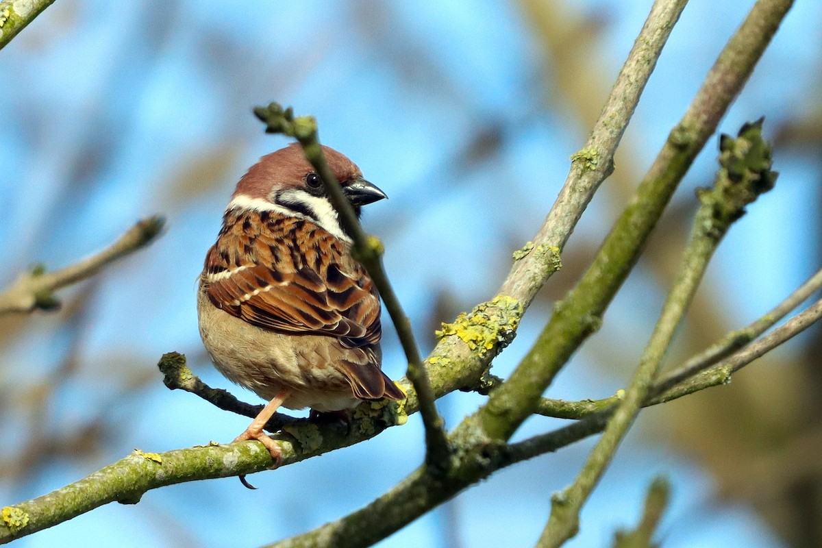 Gorrión Molinero - ML646956994