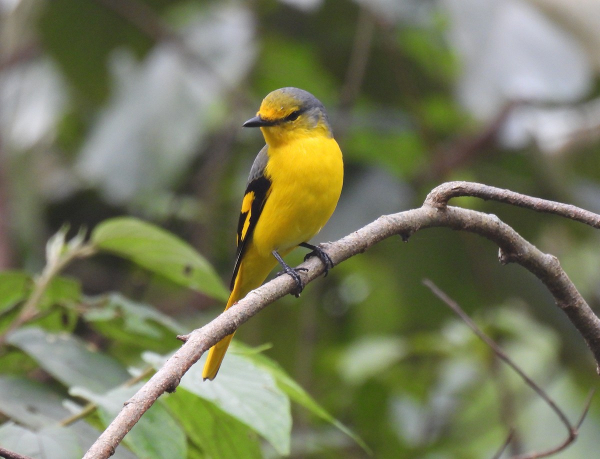 Scarlet Minivet (Scarlet) - ML646956995