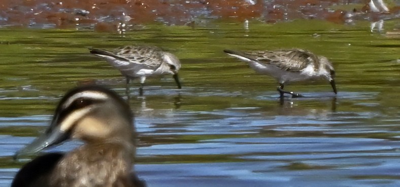 Red-necked Stint - ML646956996