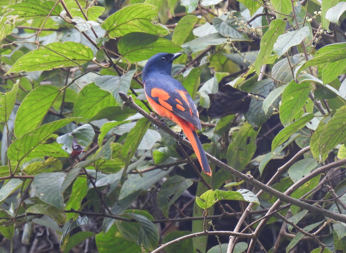 Scarlet Minivet (Scarlet) - ML646956997