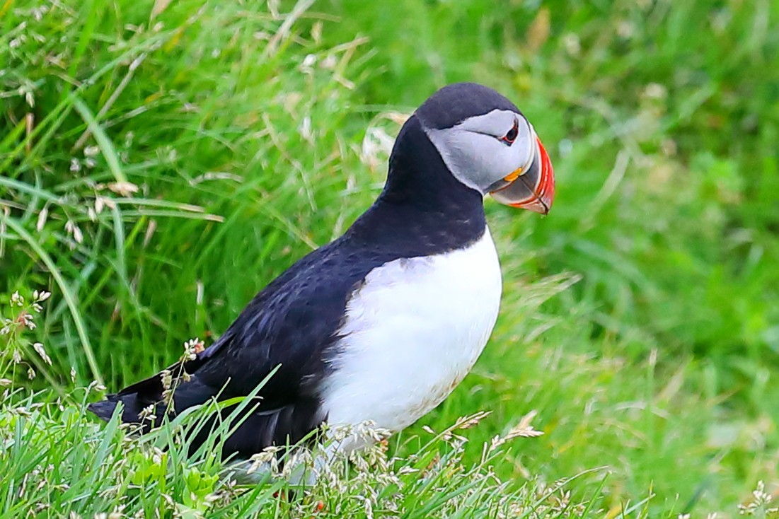 Atlantic Puffin - ML646956998