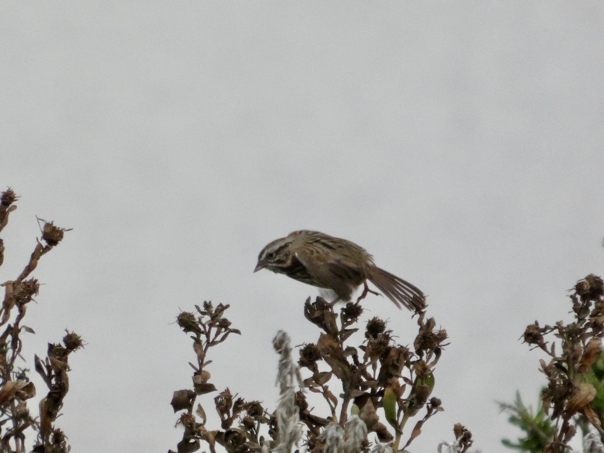 Song Sparrow - ML646956999