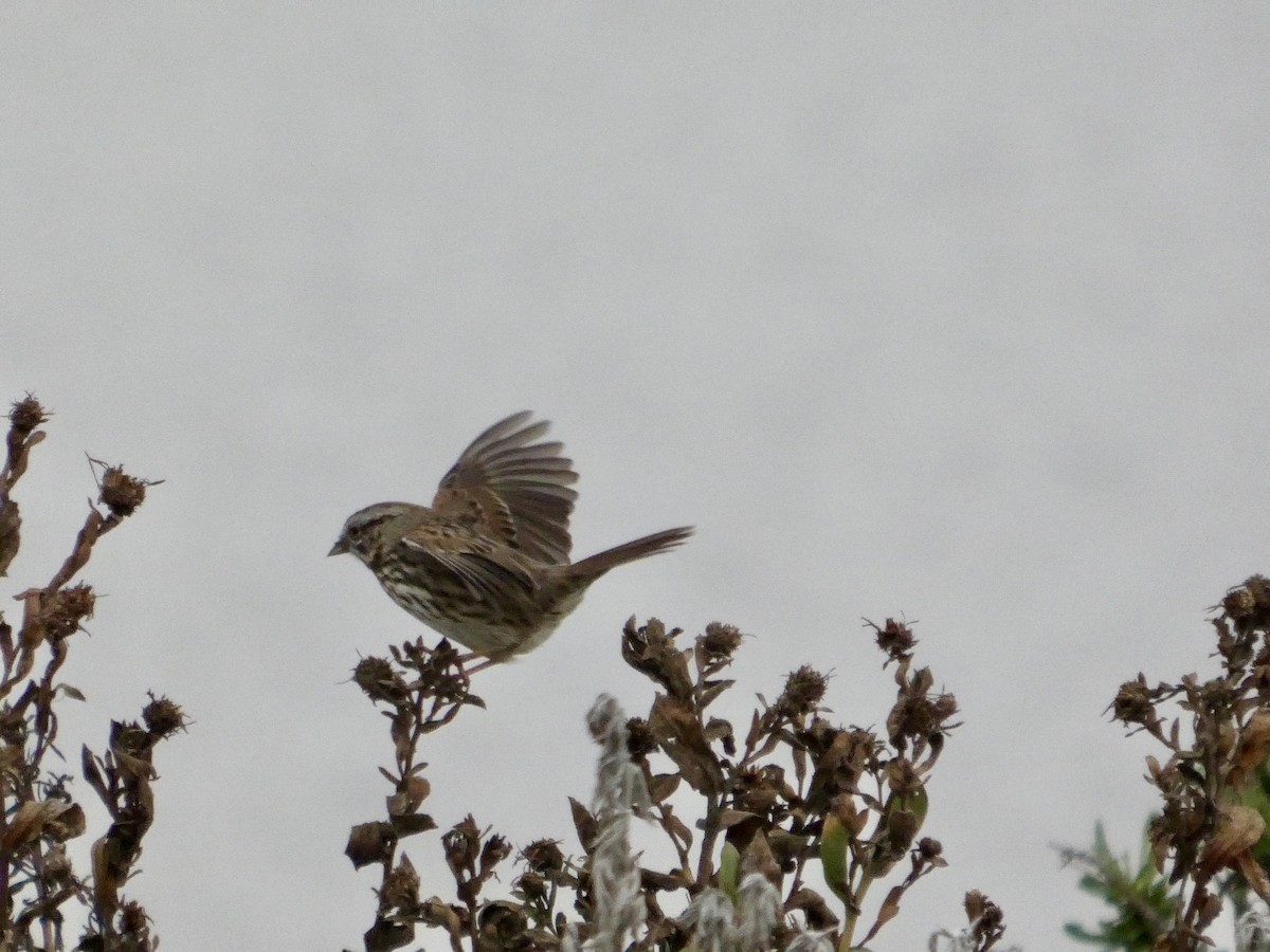 Song Sparrow - ML646957000