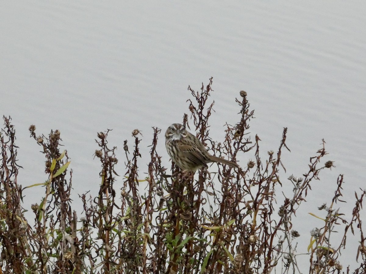 Song Sparrow - ML646957001