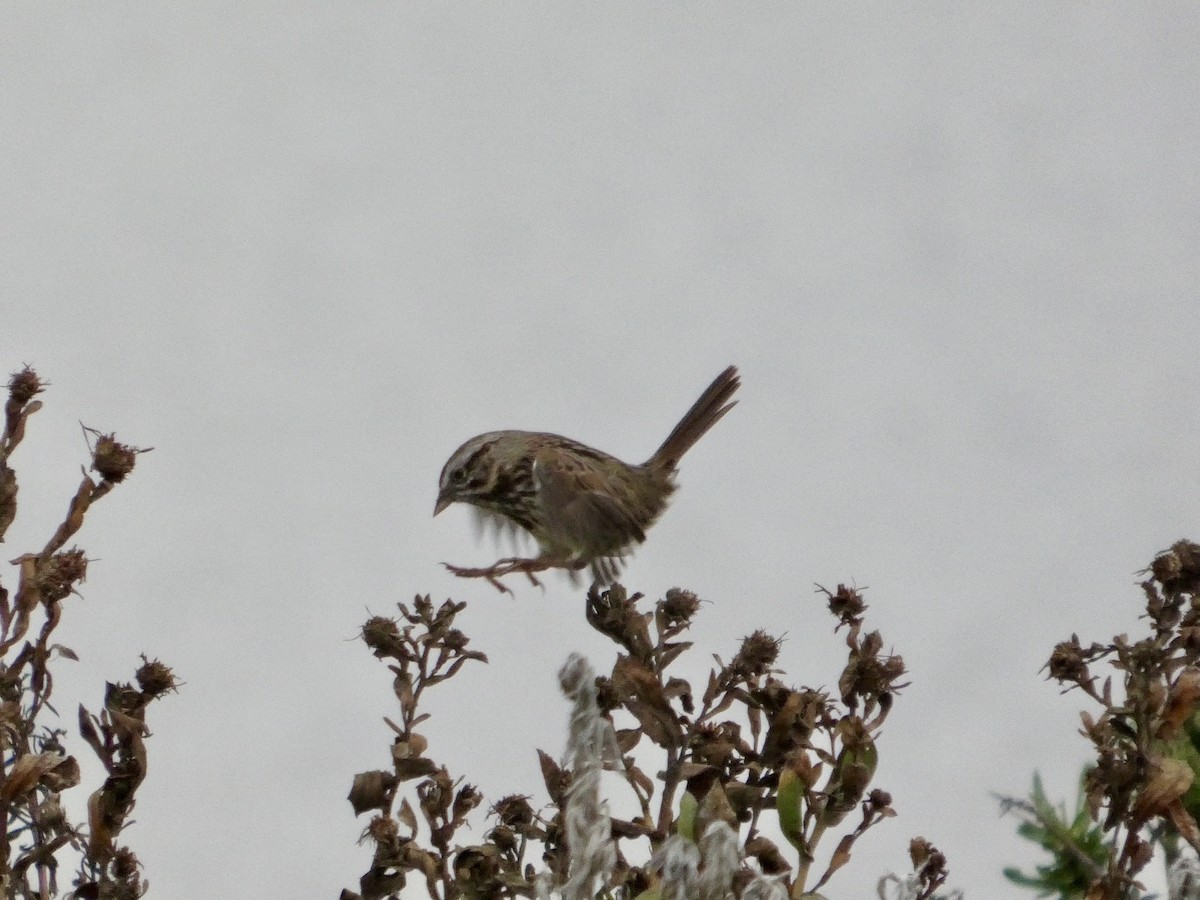 Song Sparrow - ML646957002