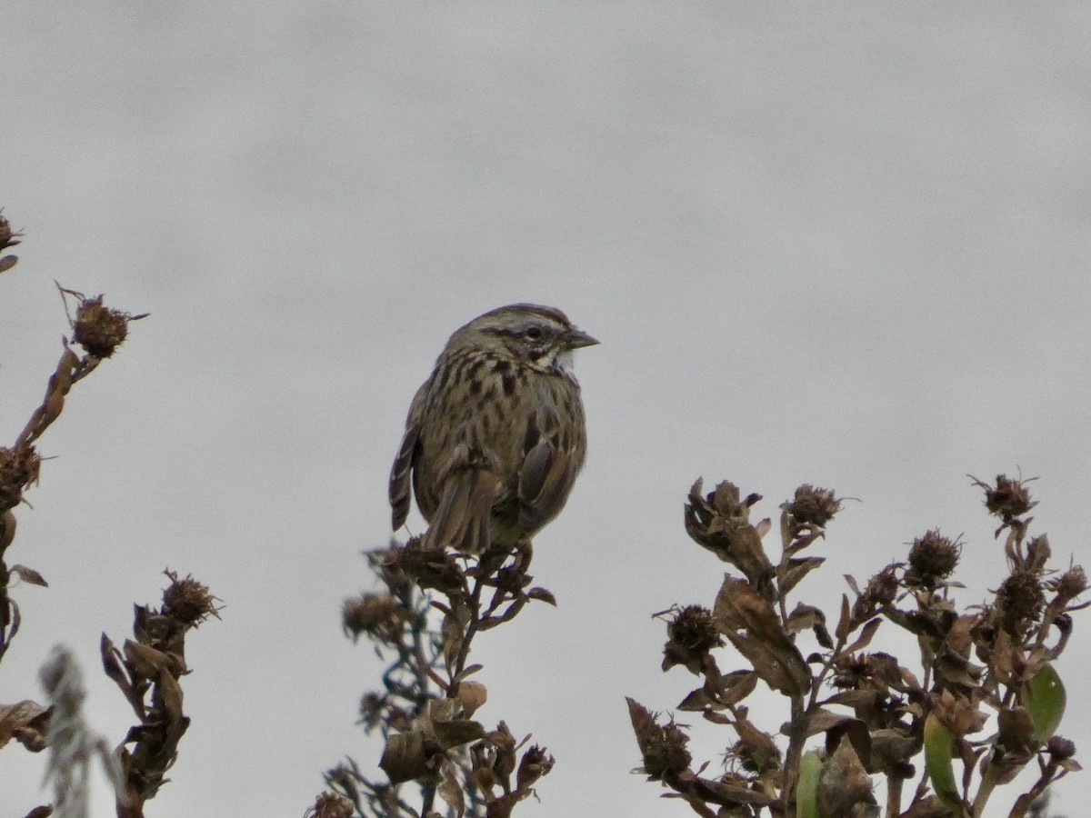 Song Sparrow - ML646957003