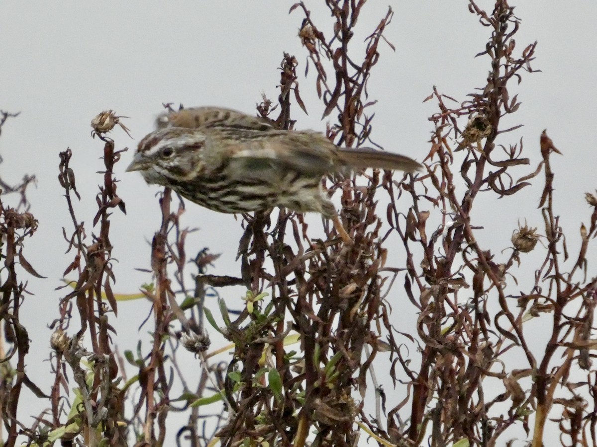 Song Sparrow - ML646957004
