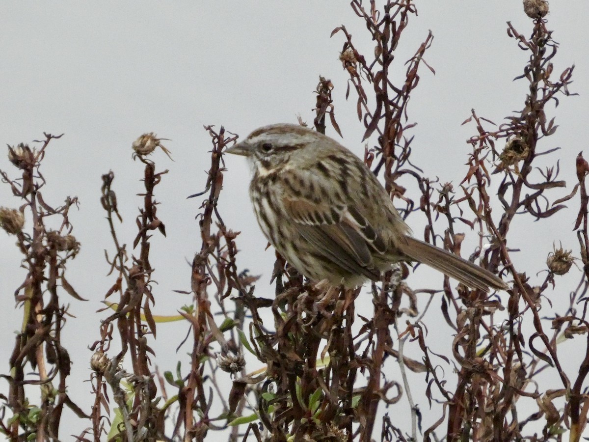 Song Sparrow - ML646957005