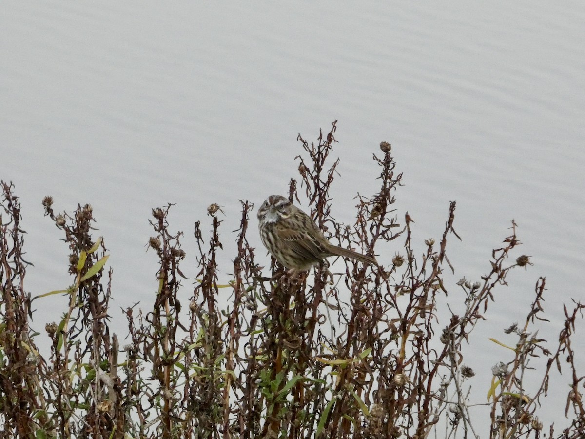 Song Sparrow - ML646957006