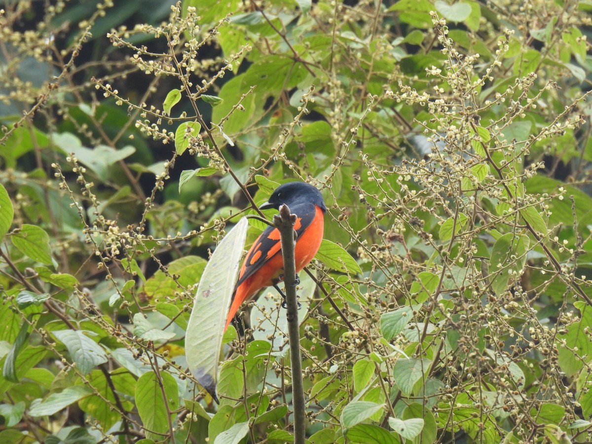 Scarlet Minivet (Scarlet) - ML646957007