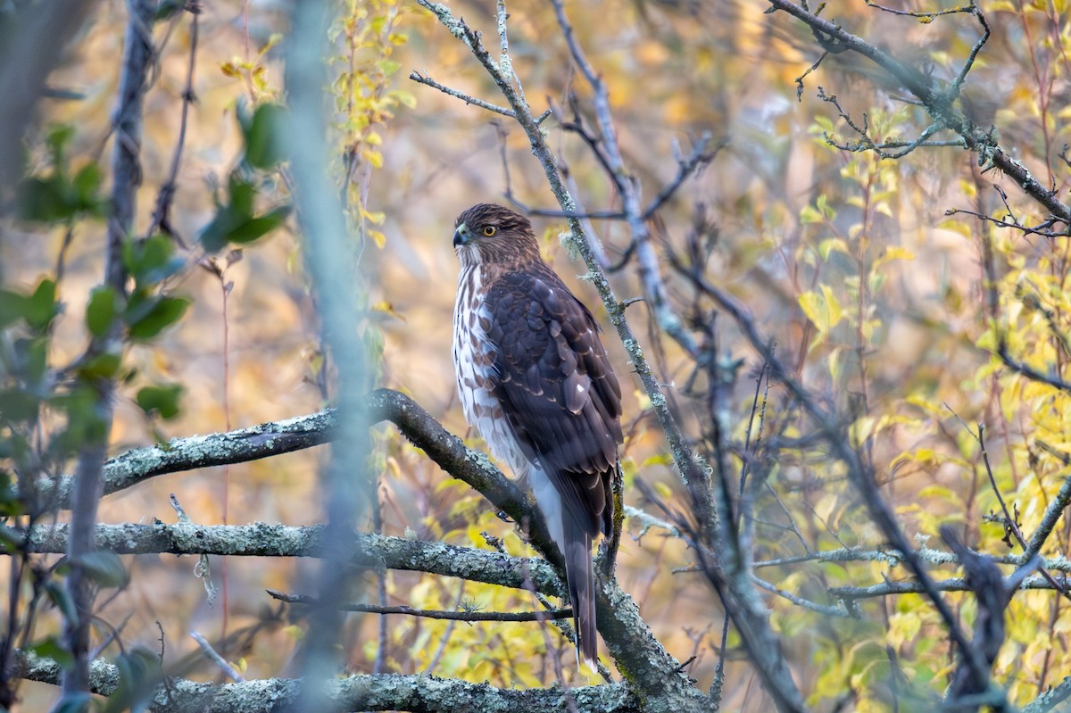 Cooper's Hawk - ML646957008