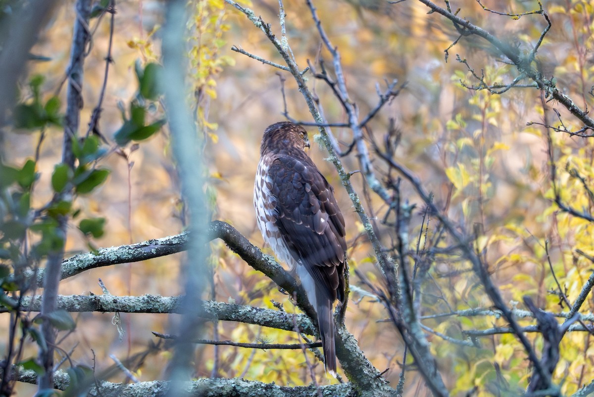 Cooper's Hawk - ML646957009