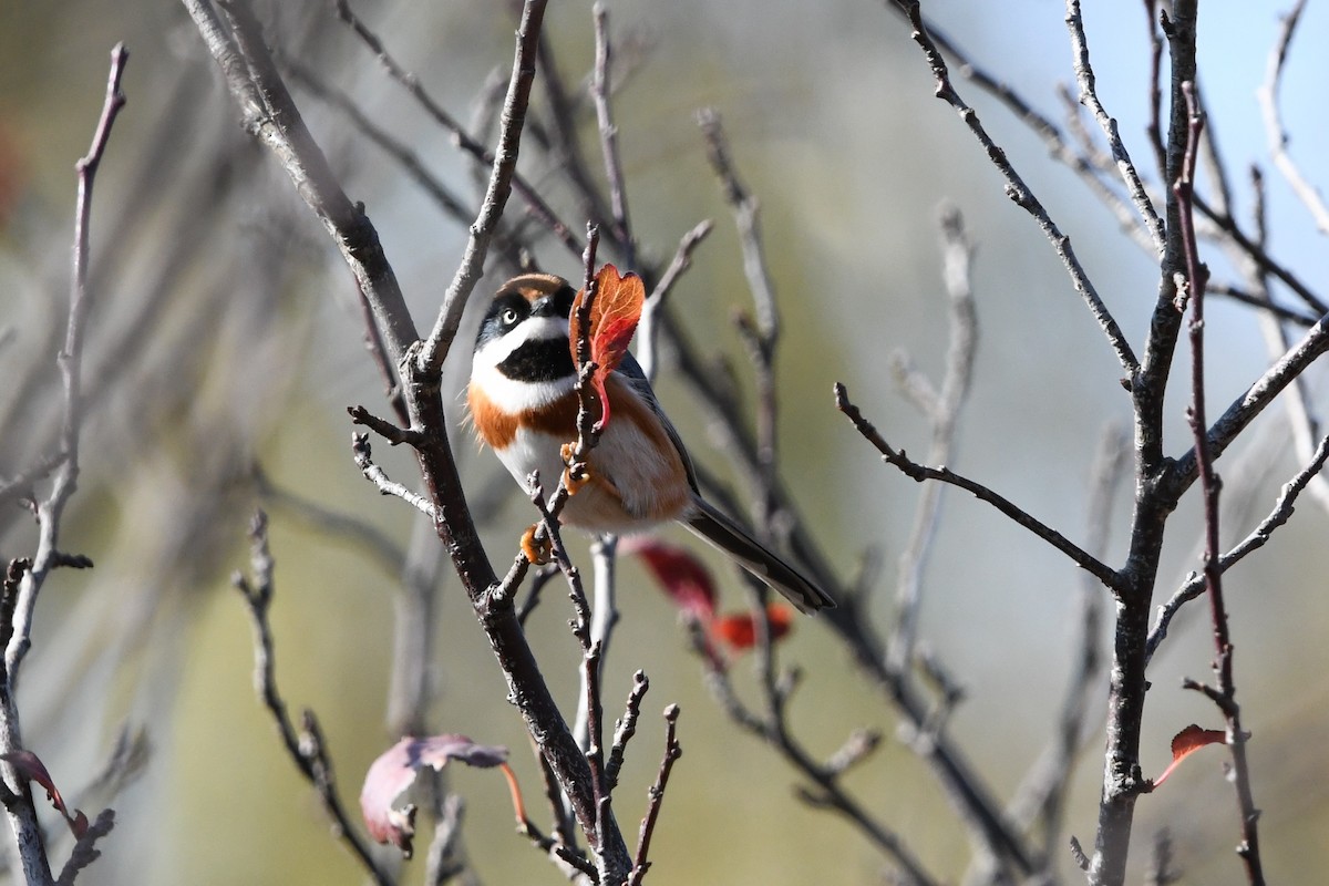 Black-throated Tit - ML646957010