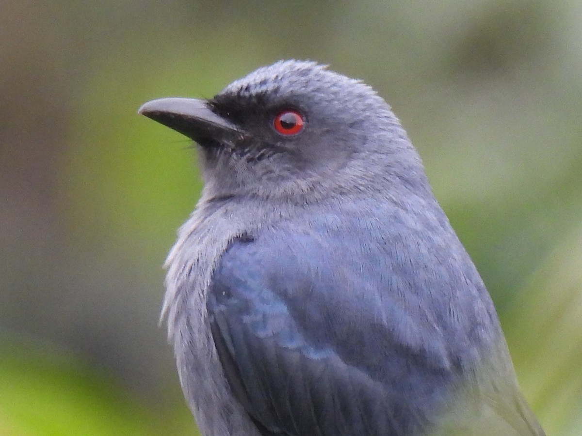 灰卷尾(leucophaeus群) - ML646957017