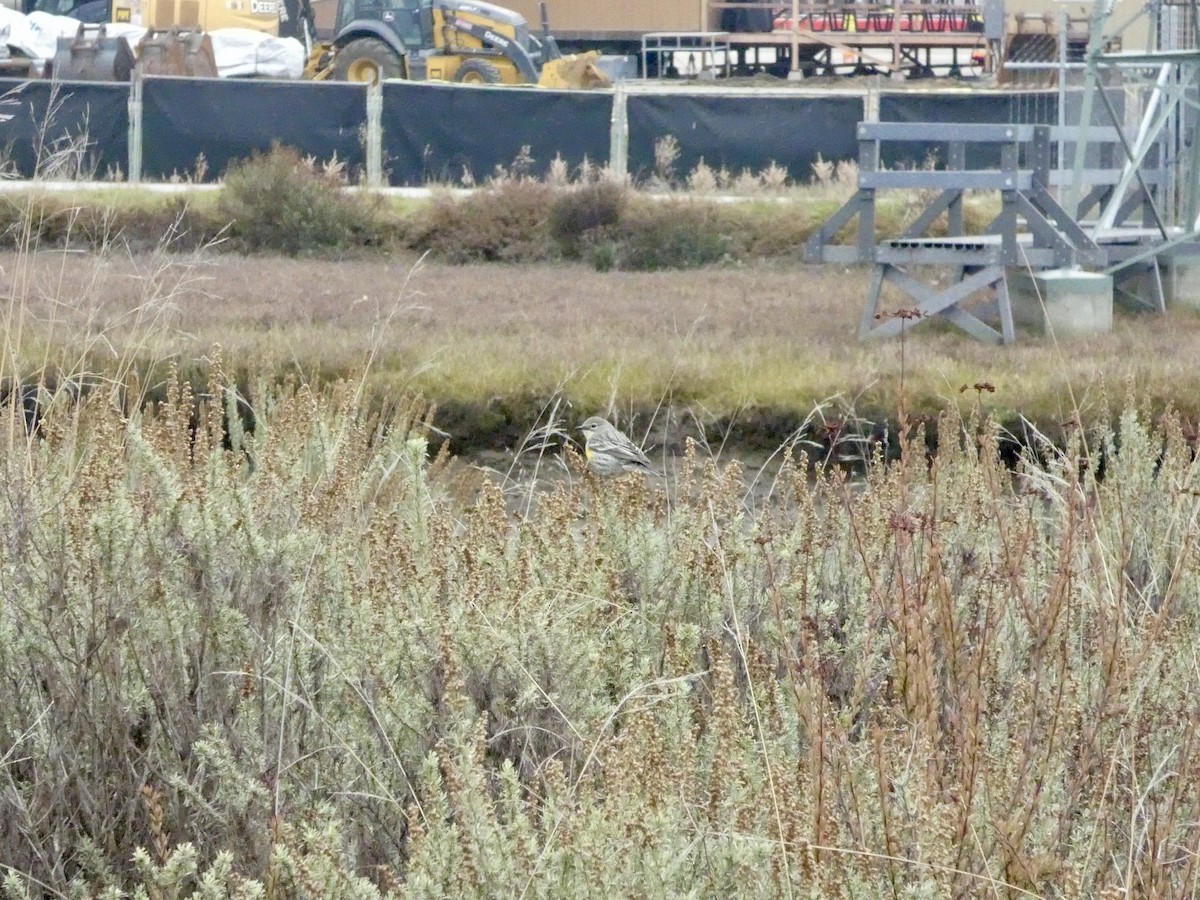 Yellow-rumped Warbler - ML646957018