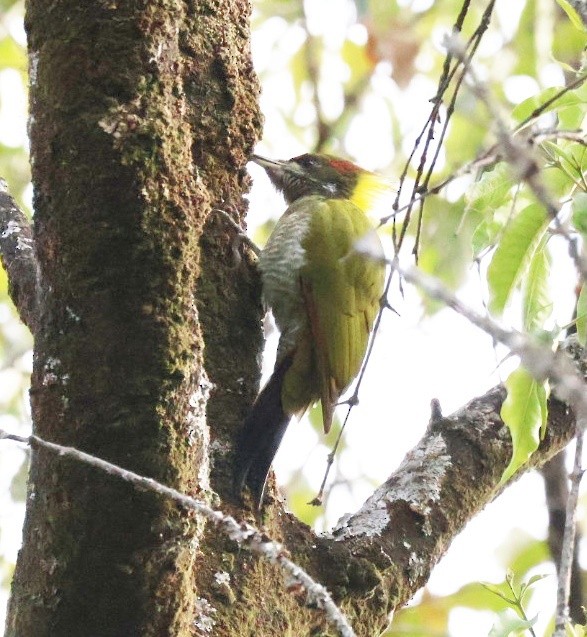 Lesser Yellownape - ML646957019