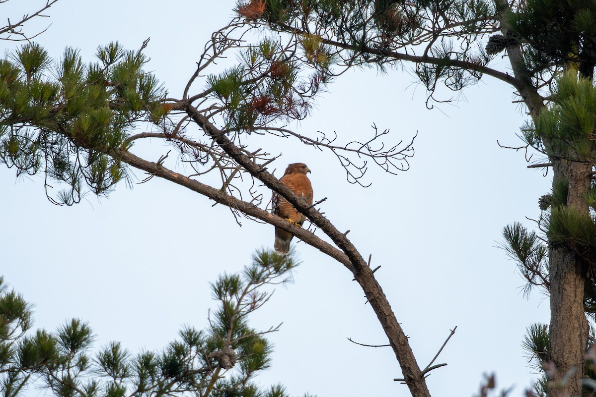 Red-shouldered Hawk - ML646957020