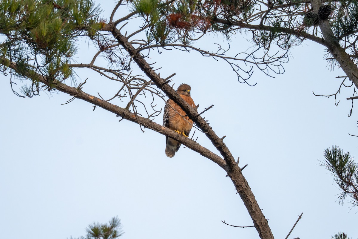 Red-shouldered Hawk - ML646957021