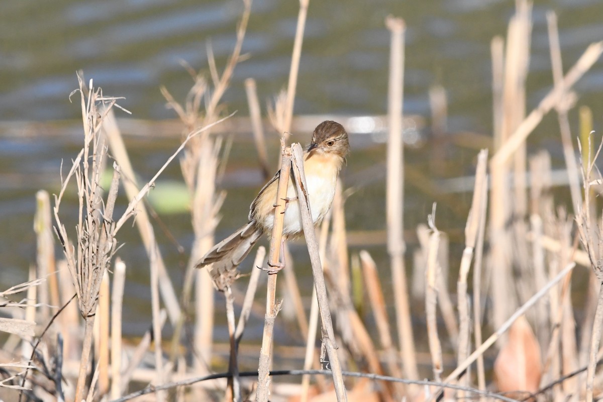 Plain Prinia - ML646957023