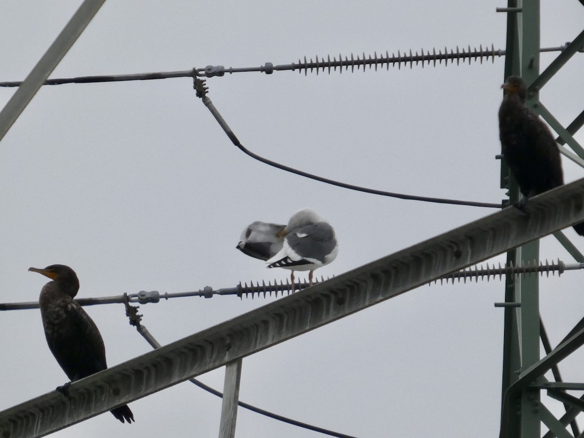 Gaviota Occidental - ML646957025