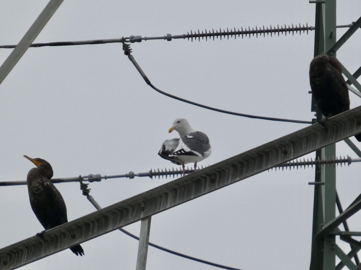 Gaviota Occidental - ML646957026