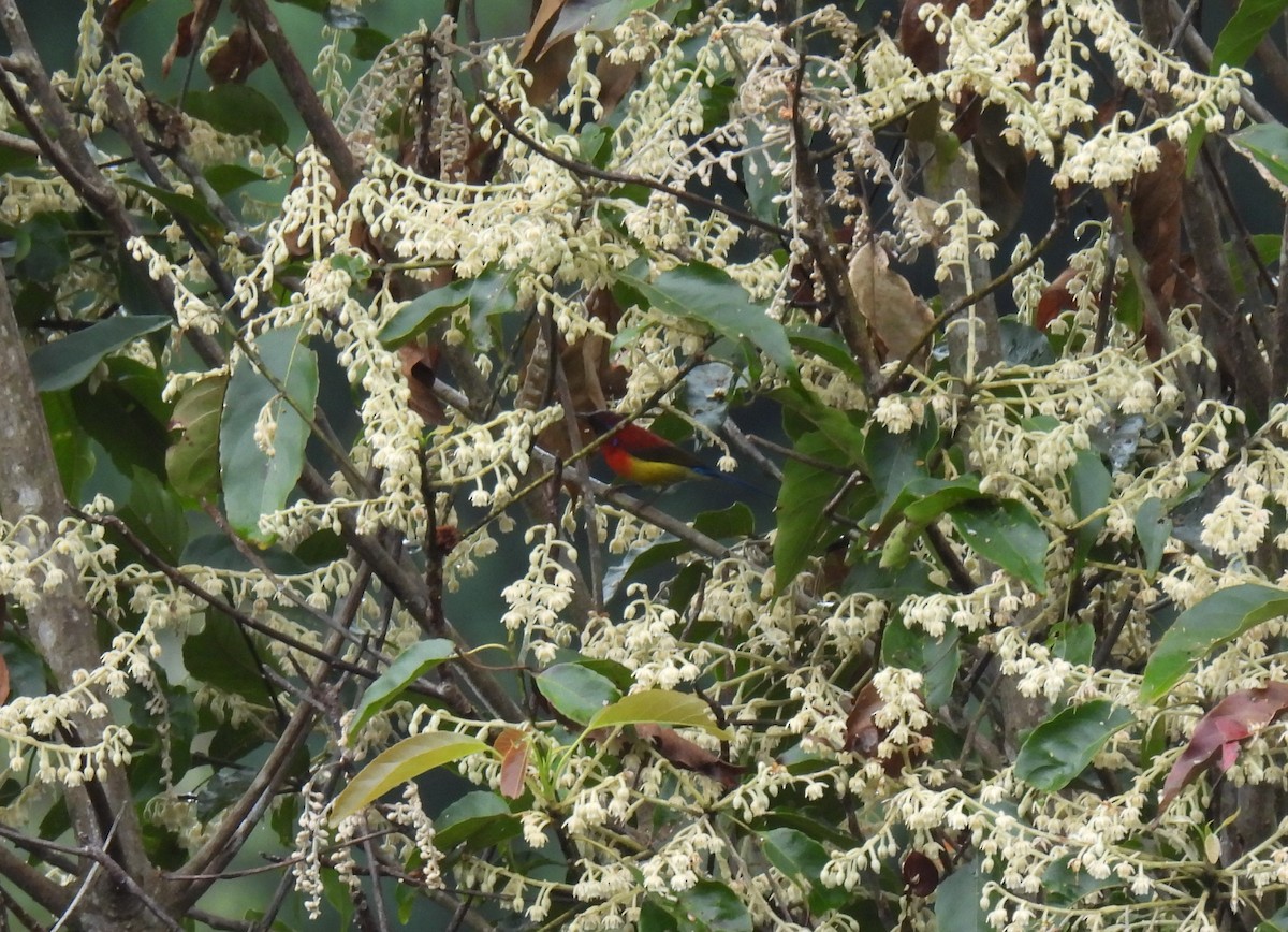 Mrs. Gould's Sunbird - ML646957027