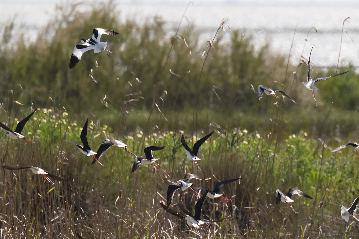 Pied Avocet - ML646957028