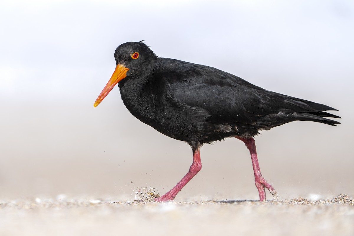 Yeni Zelanda Kara Poyrazkuşu - ML646957031