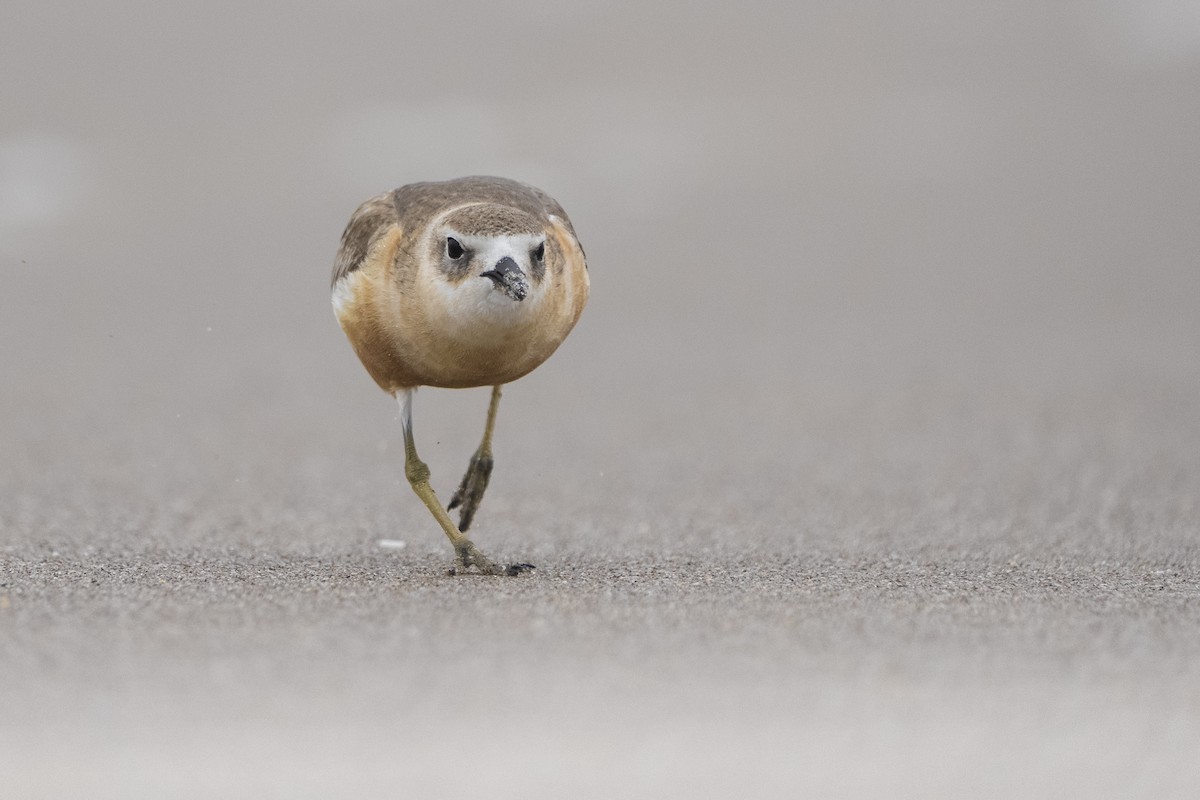 Maoriregenpfeifer (aquilonius) - ML646957033