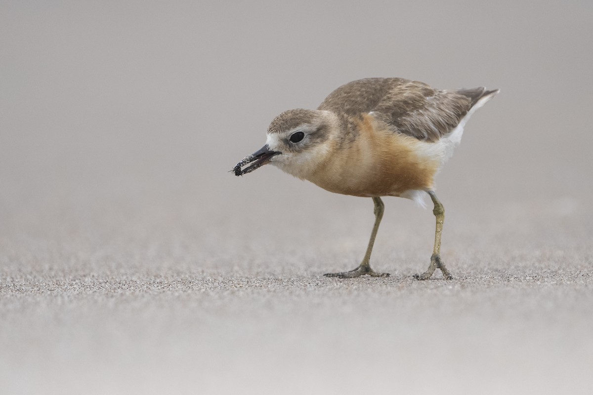 Maoriregenpfeifer (aquilonius) - ML646957034