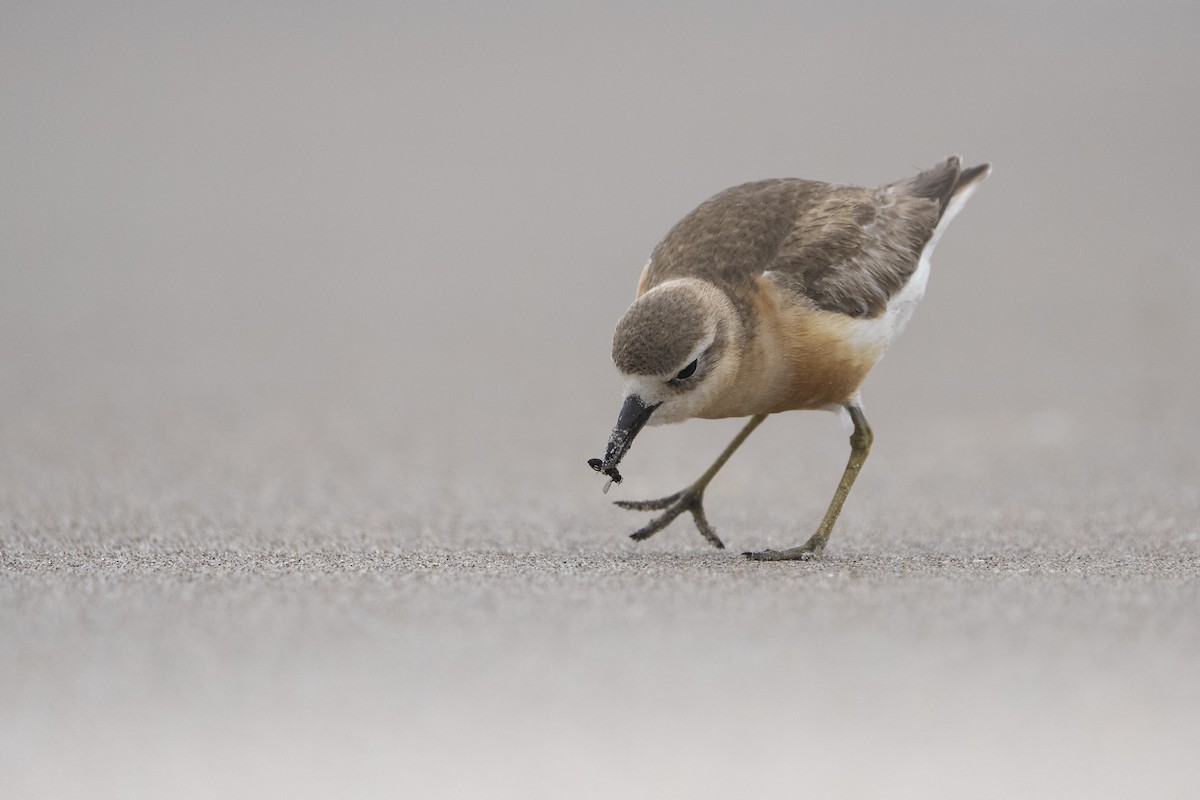 Maoriregenpfeifer (aquilonius) - ML646957036