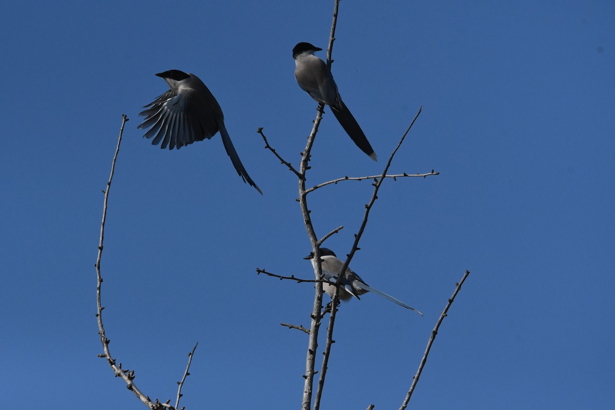 Azure-winged Magpie - ML646957043