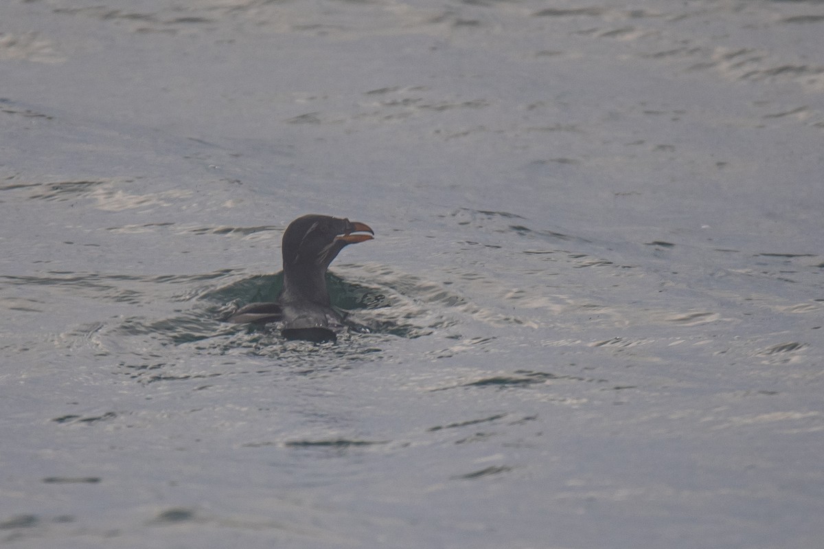 Rhinoceros Auklet - ML646957045
