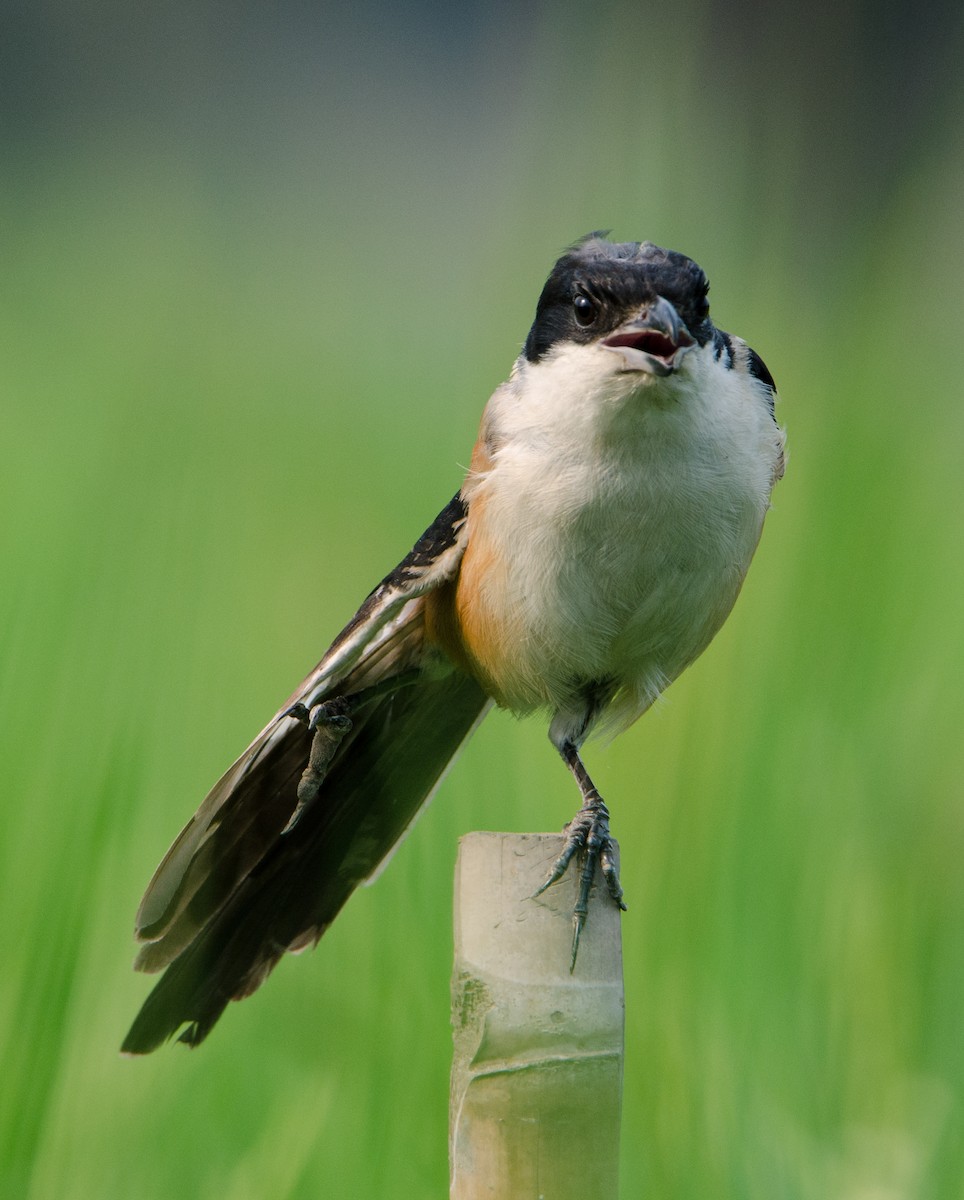 Long-tailed Shrike - ML646957046