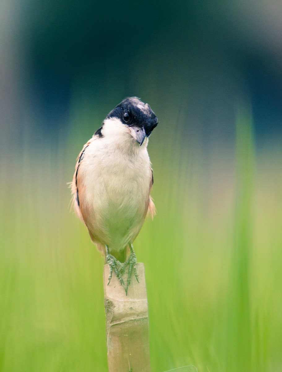 Long-tailed Shrike - ML646957047