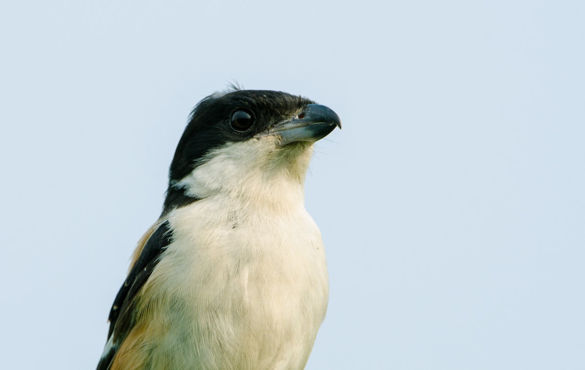 Long-tailed Shrike - ML646957048