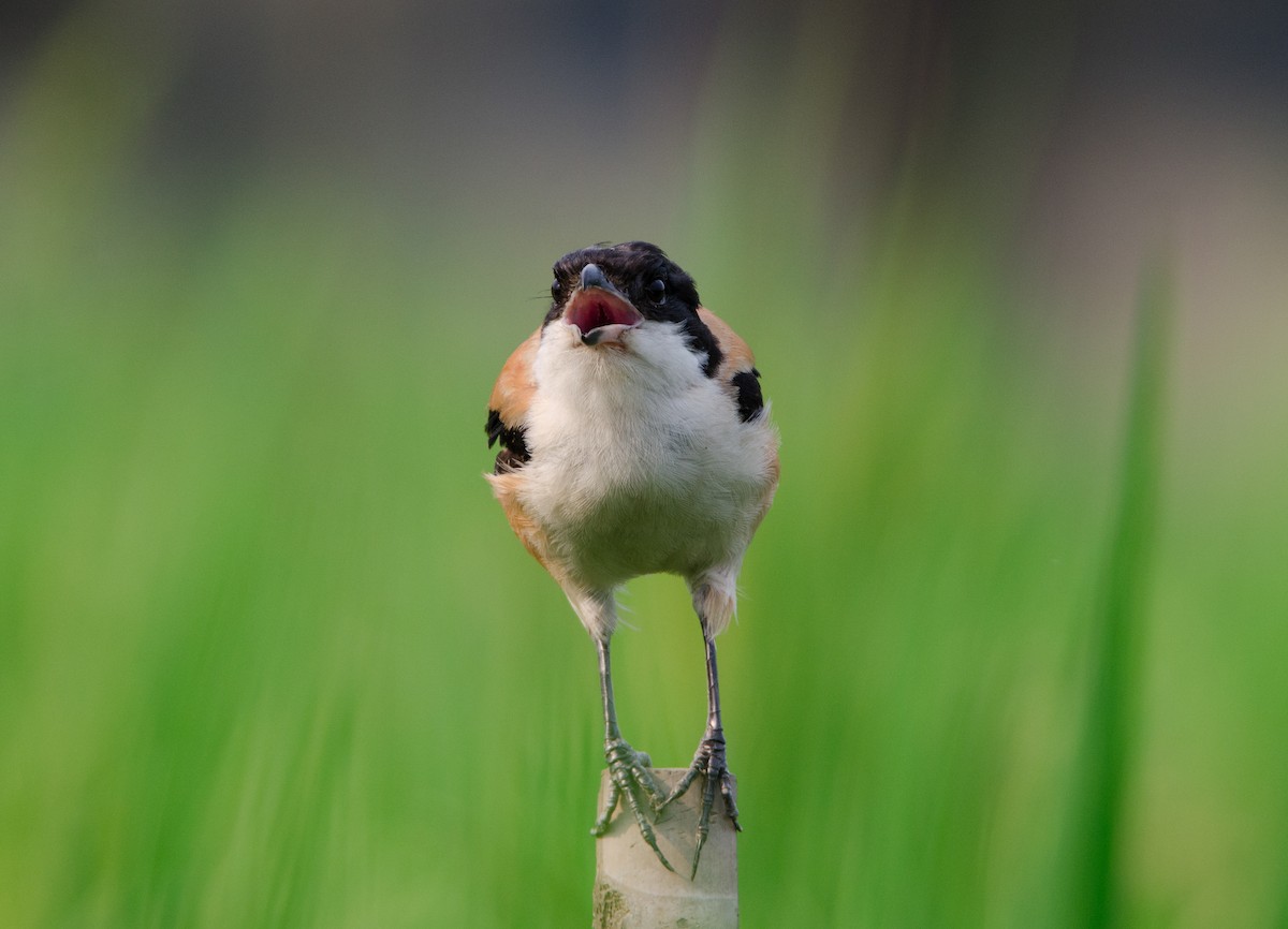 Long-tailed Shrike - ML646957049