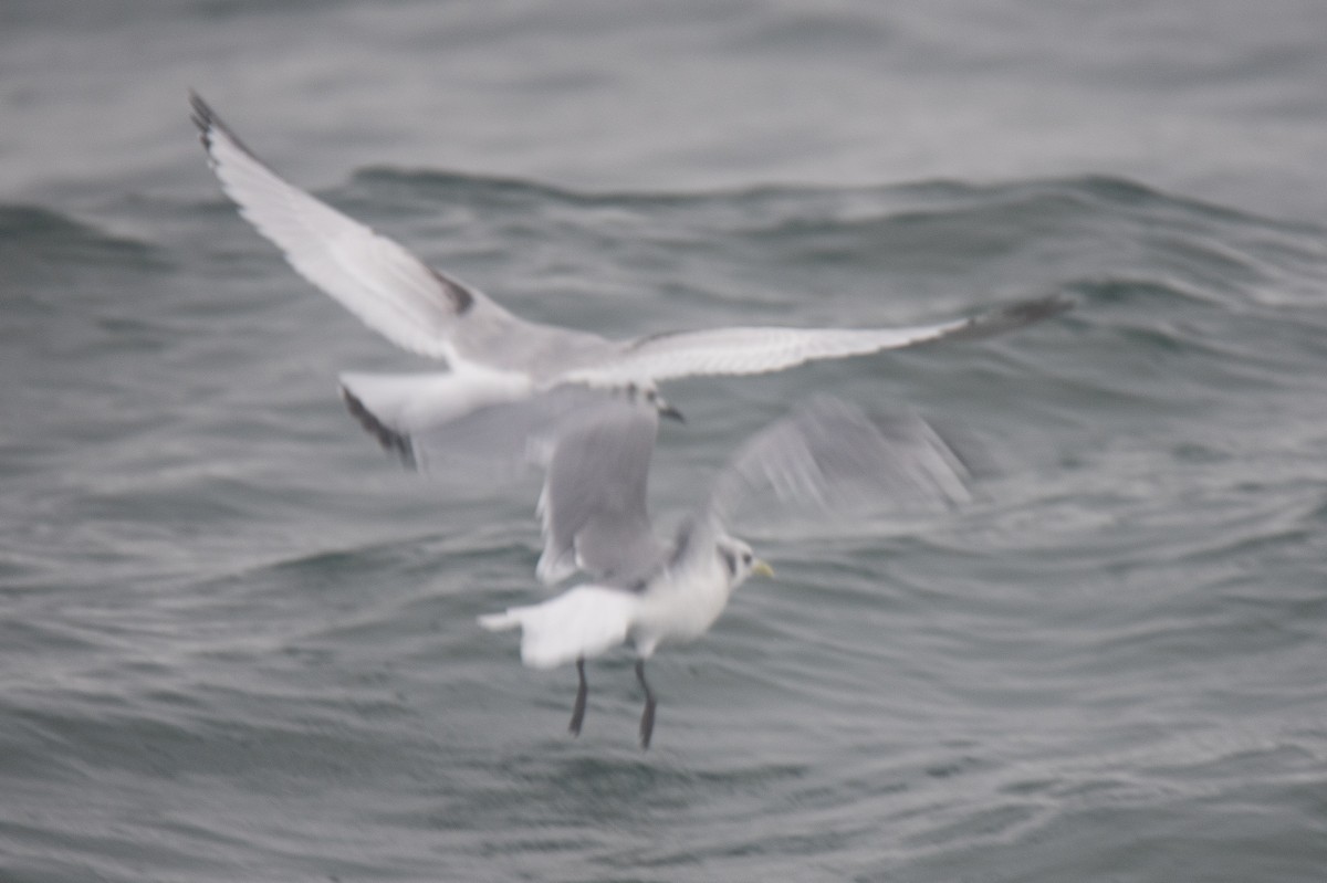 krykkje - ML646957050