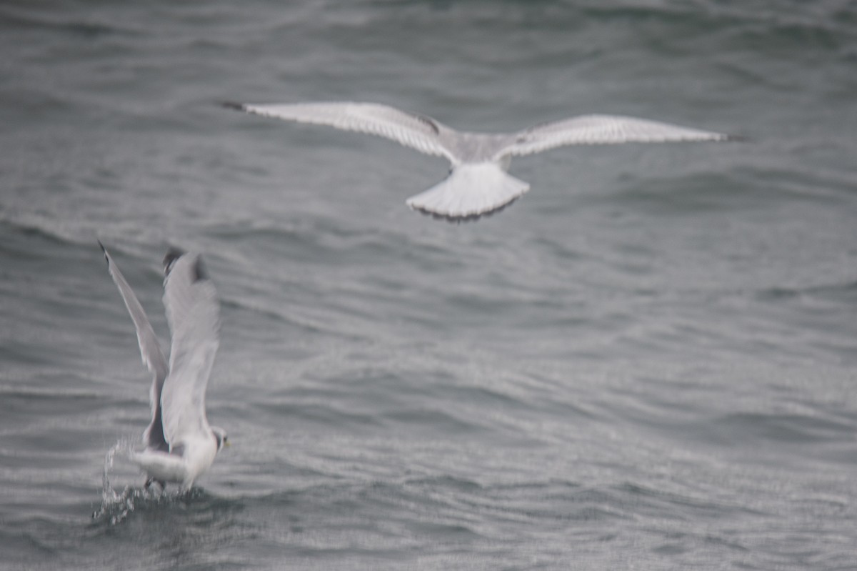 krykkje - ML646957051