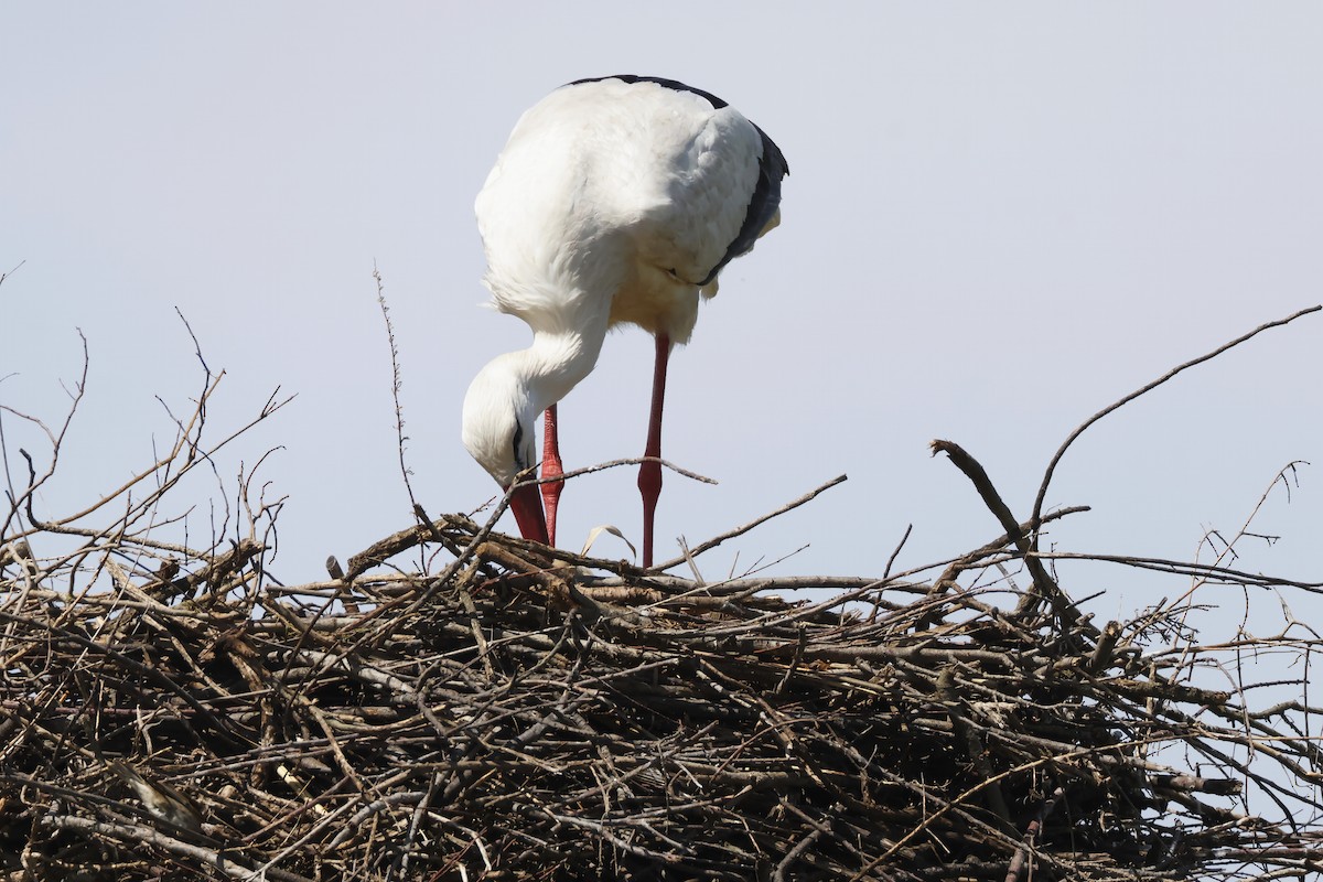 חסידה לבנה - ML646957052