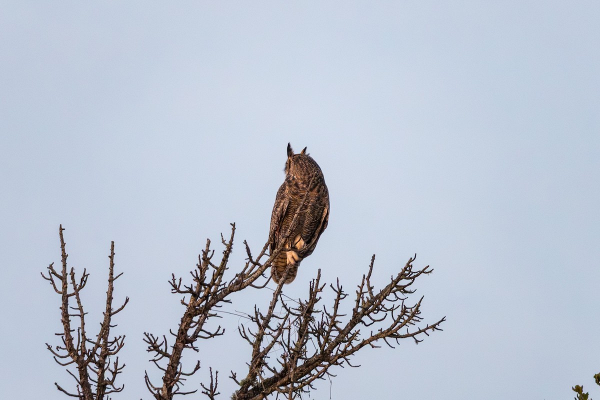 Great Horned Owl - ML646957053