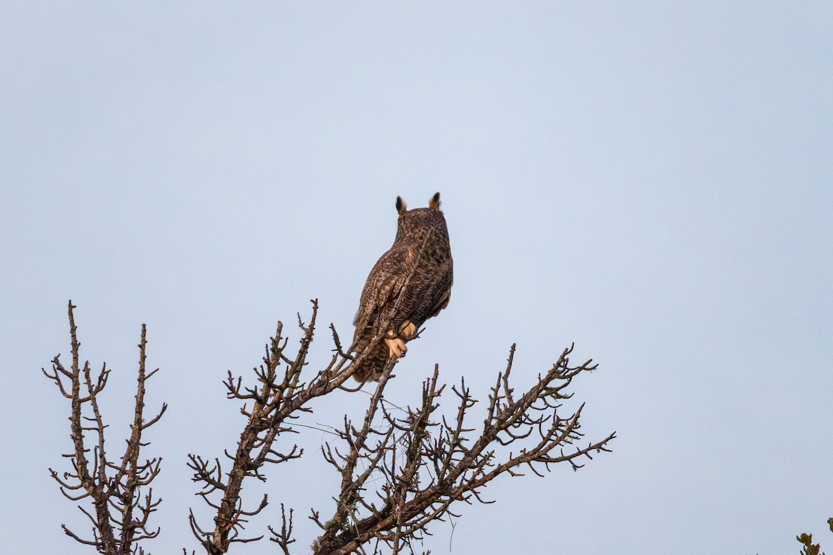 Great Horned Owl - ML646957054