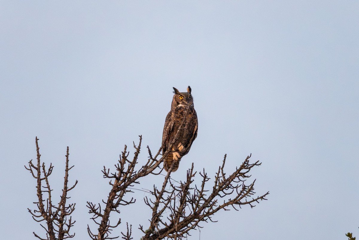 Great Horned Owl - ML646957055