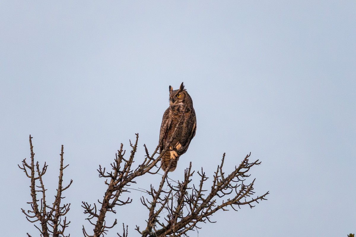 Great Horned Owl - ML646957056