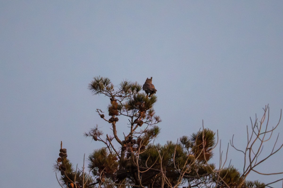 Great Horned Owl - ML646957057