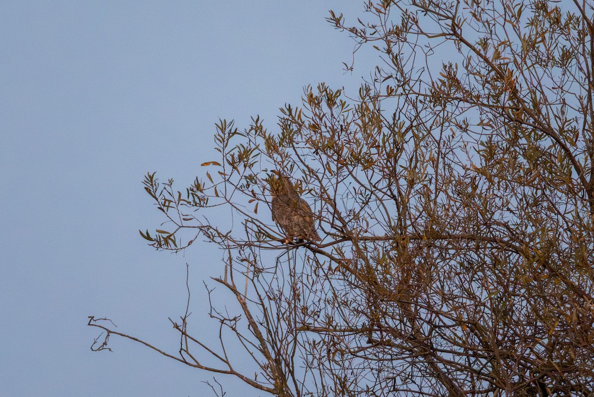 Great Horned Owl - ML646957058