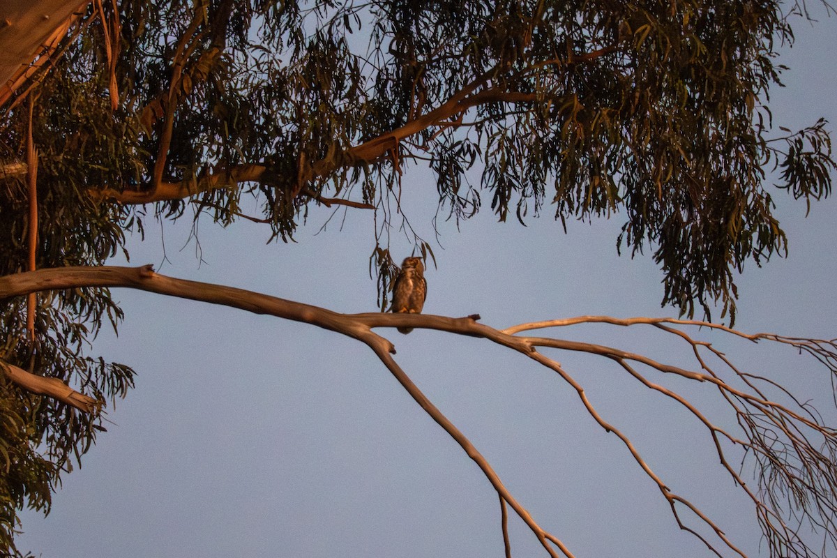 Great Horned Owl - ML646957059