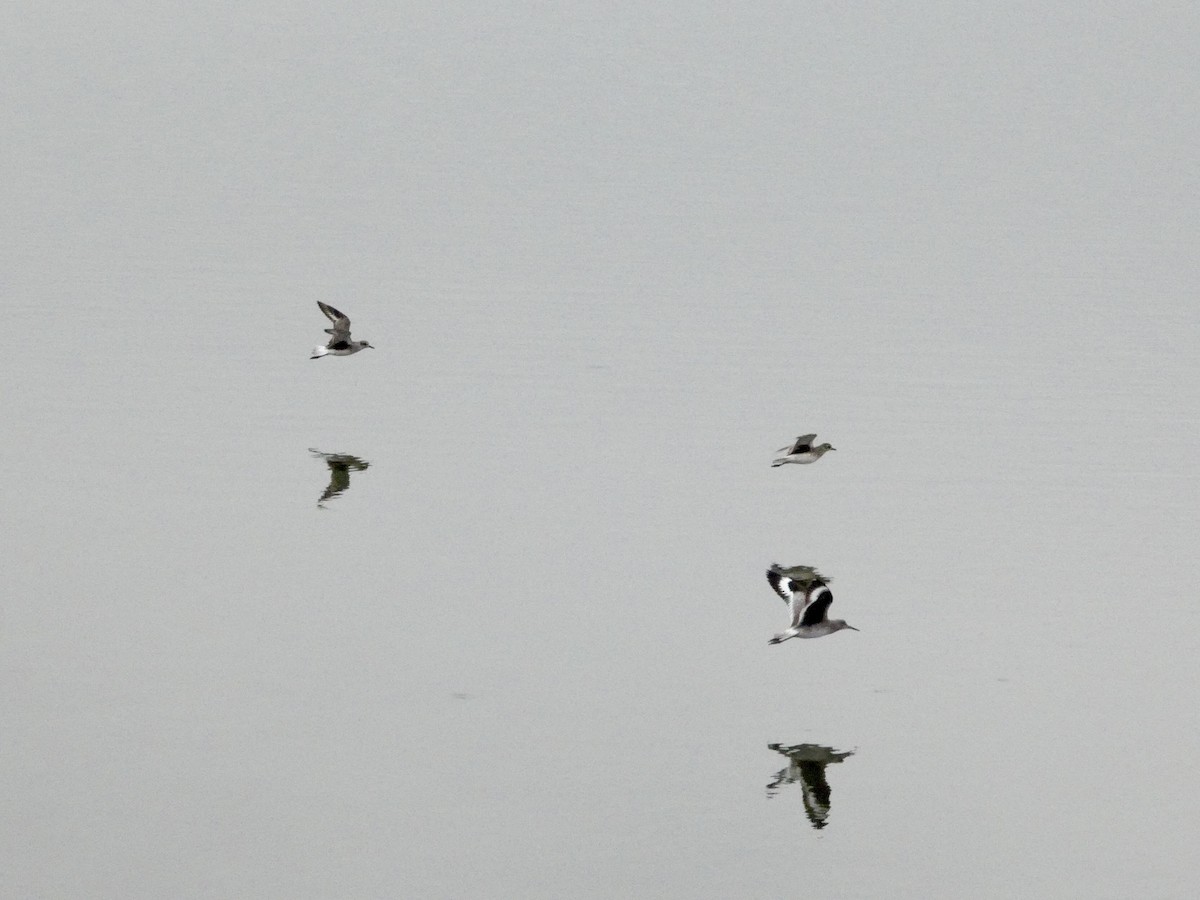 willetsnipe (inornata) - ML646957061