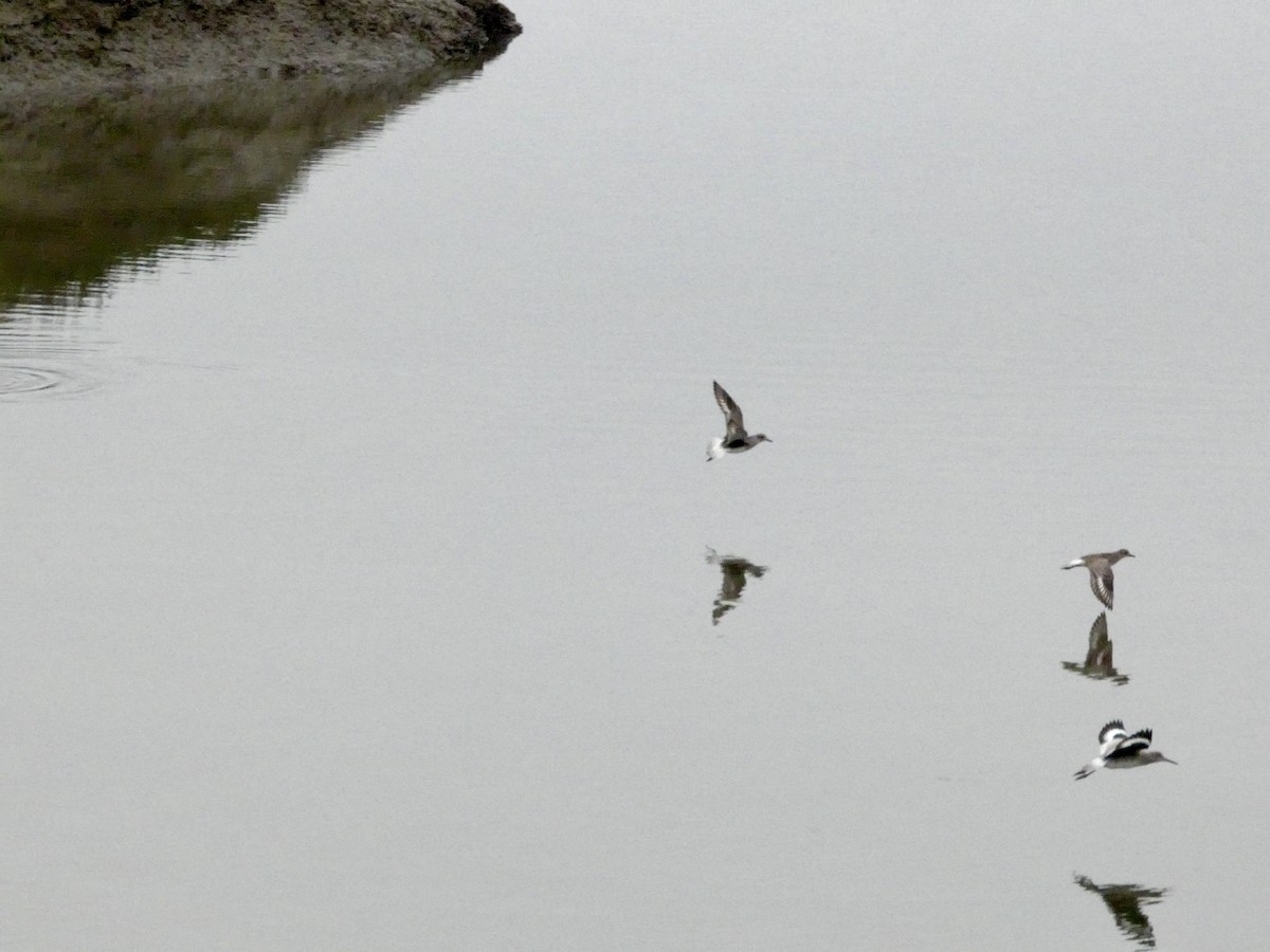 willetsnipe (inornata) - ML646957062