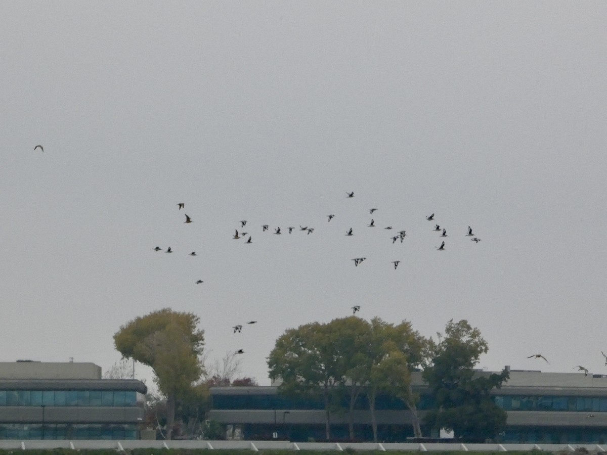 willetsnipe (inornata) - ML646957064